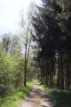 Waldweg
